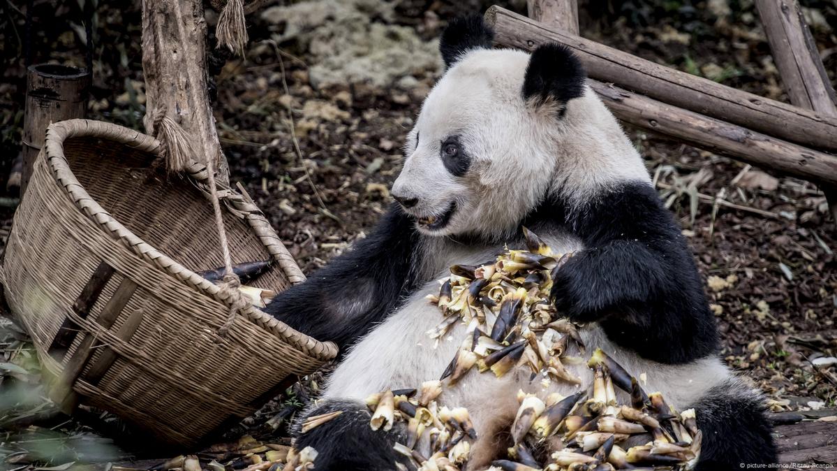 Giant Pandas Food