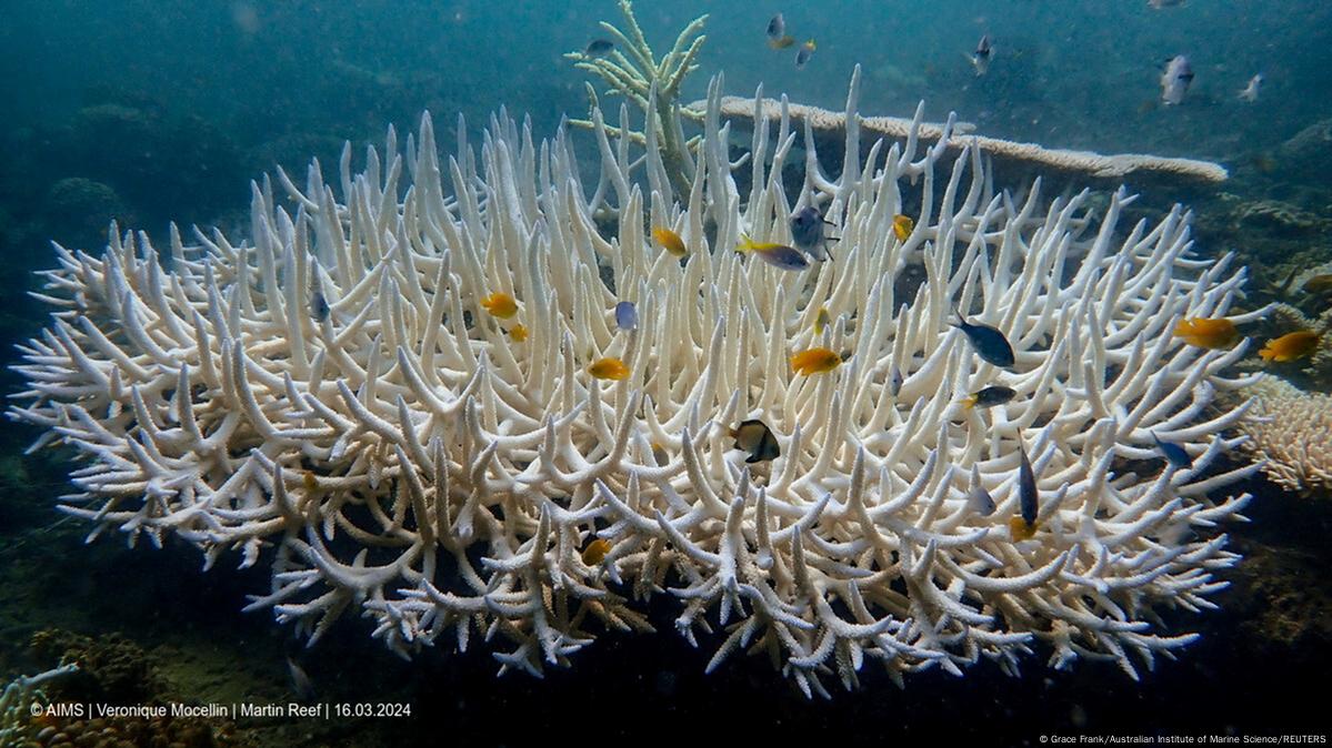 World sees 'severe' coral bleaching event — US agency – DW – 04/15/2024