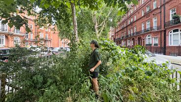 A micro-forest planted by urban biodiversity charity Sugi in Chelsea, London