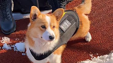 Fu Zai is seen wearing his police dog vest in east China's Shandong Province. 