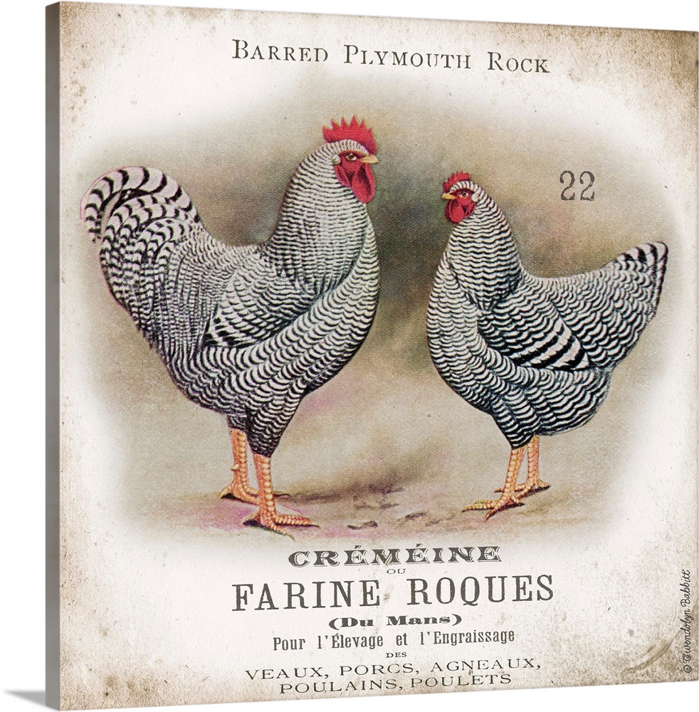 Vintage artwork of the Barred Plylmouth Rock chicken breed.