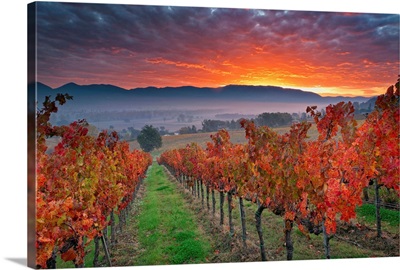 Italy, Umbria, Perugia district, Autumnal Vineyards near Montefalco