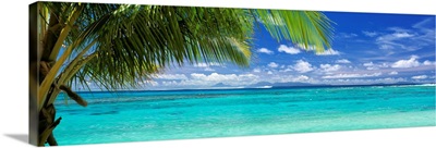 Palm tree on the beach, Huahine Island, Society Islands, French Polynesia