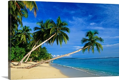 Palm trees bending over the beach