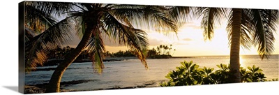 Palm trees on the coast, Kohala Coast, Big Island, Hawaii