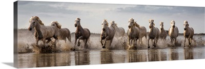 The White Horses of the Camargue running in the water