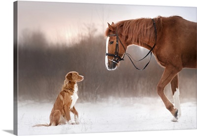 Red Horse And Dog Walking In The Field In Winter