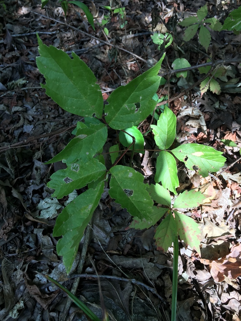 eastern poison ivy from 620 S Fess Ave, Bloomington, IN, US on ...