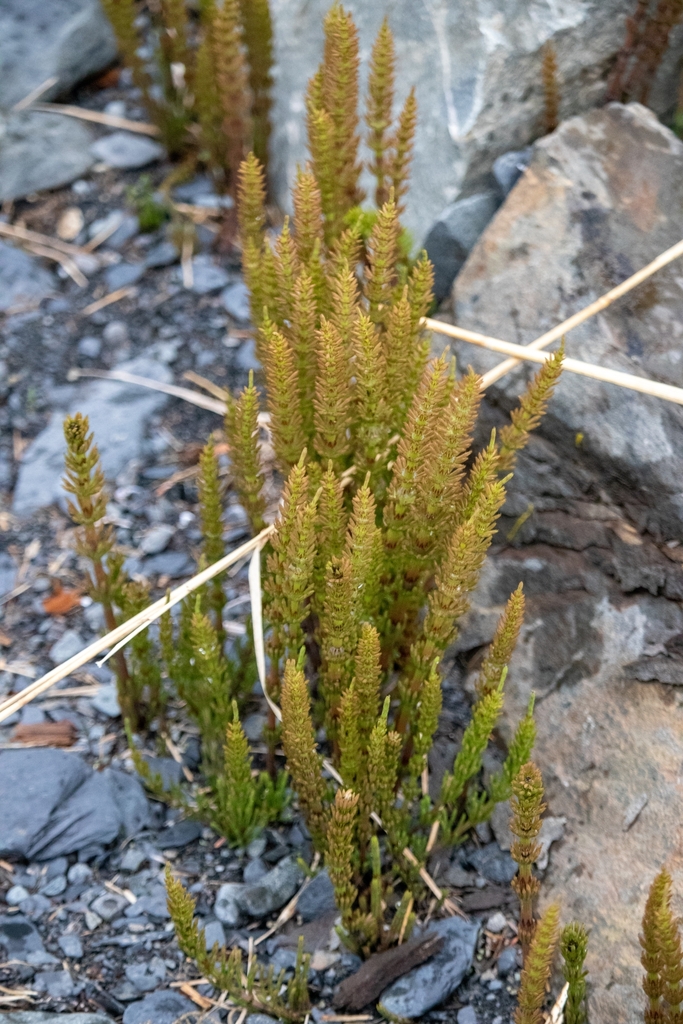 field horsetail from Lowell Point, AK, USA on May 25, 2023 at 08:52 PM ...