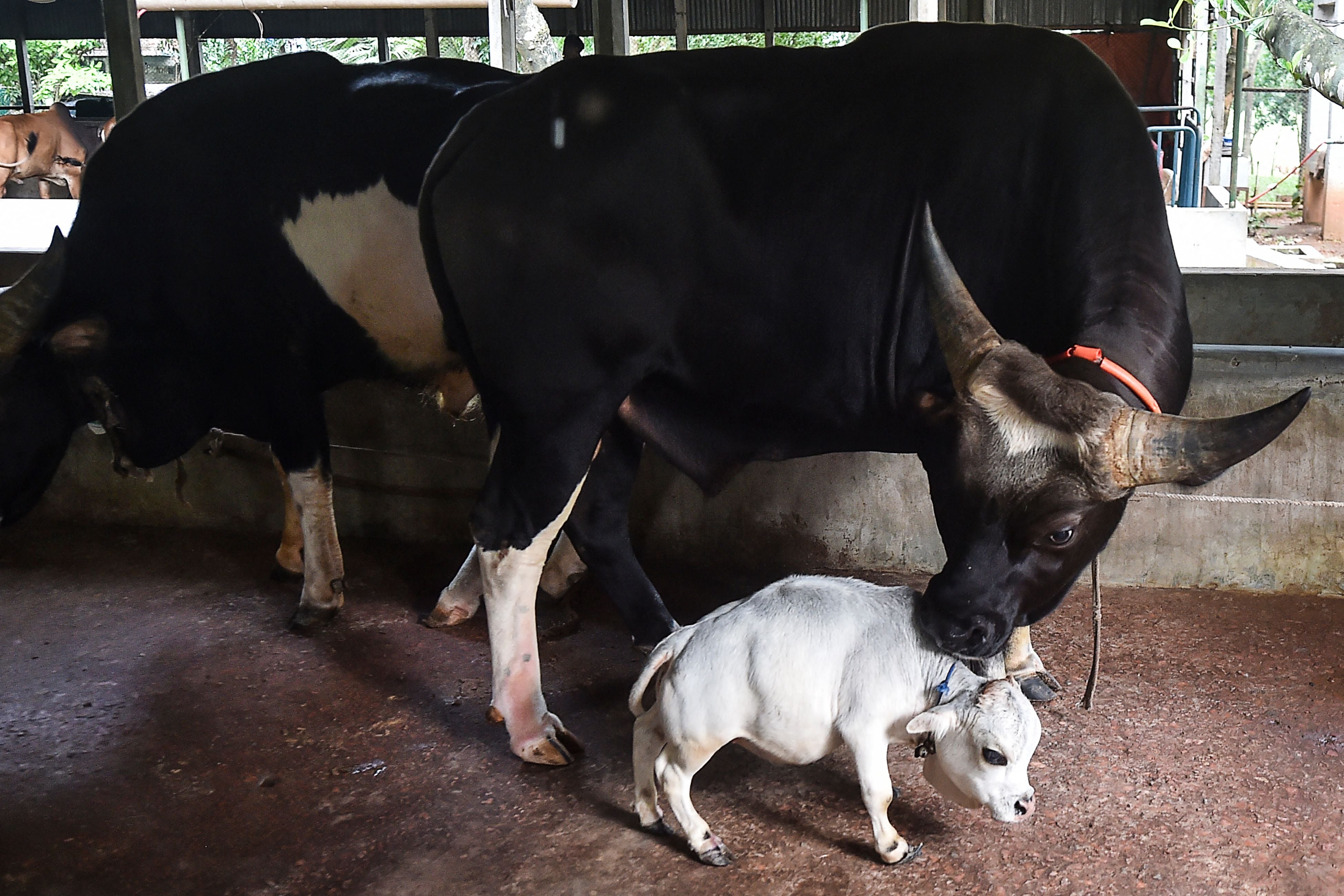 A domestic cattle standing next to Rani the cow