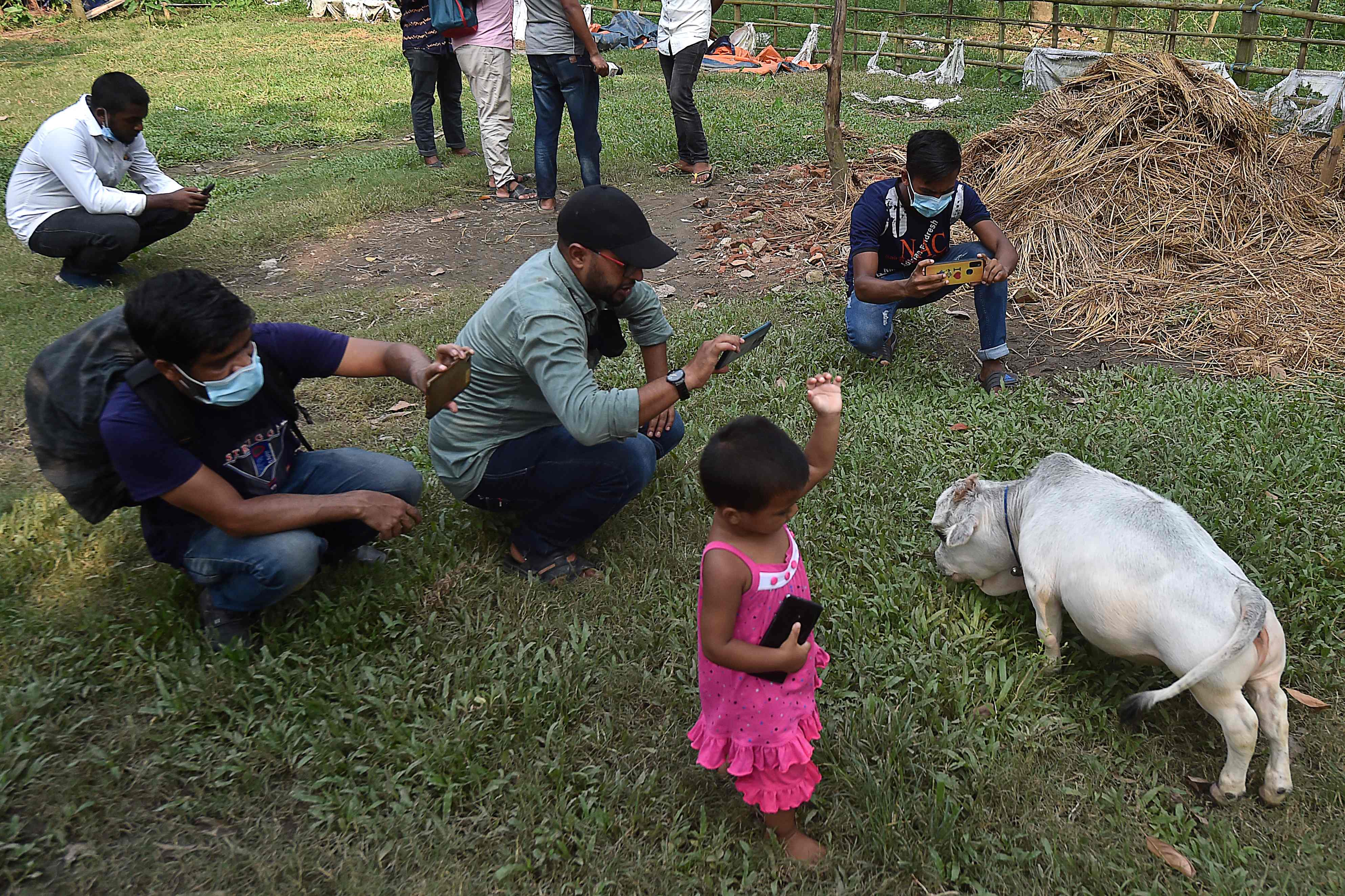 People gather around Rani, the dwarf cow, to take pictures