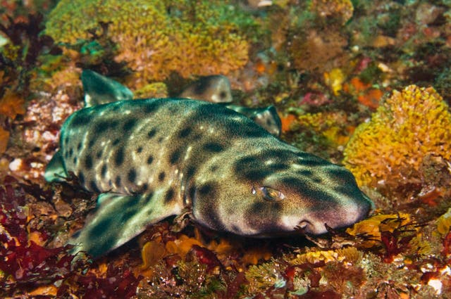 <p>The swell shark pup – which may eventually grow to three feet – hatched January 3 and  aquarists are overjoyed at the mystery arrival  </p>