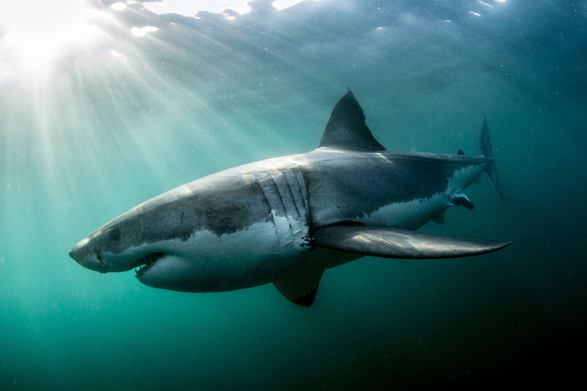 Great White Sharks