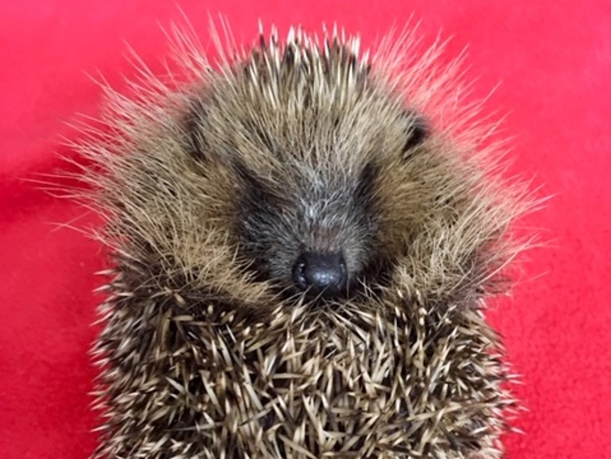 Baby Hedgehogs Too Light To Hibernate After Unusually Wet Summer Leaves Them Unable To Find Food The Independent The Independent