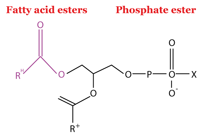 Lipids Definition - JavaTpoint