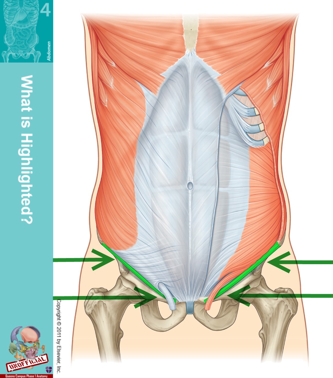 Conjoint Tendon Shoulder Anatomy Shoulder Tendon Anat - vrogue.co