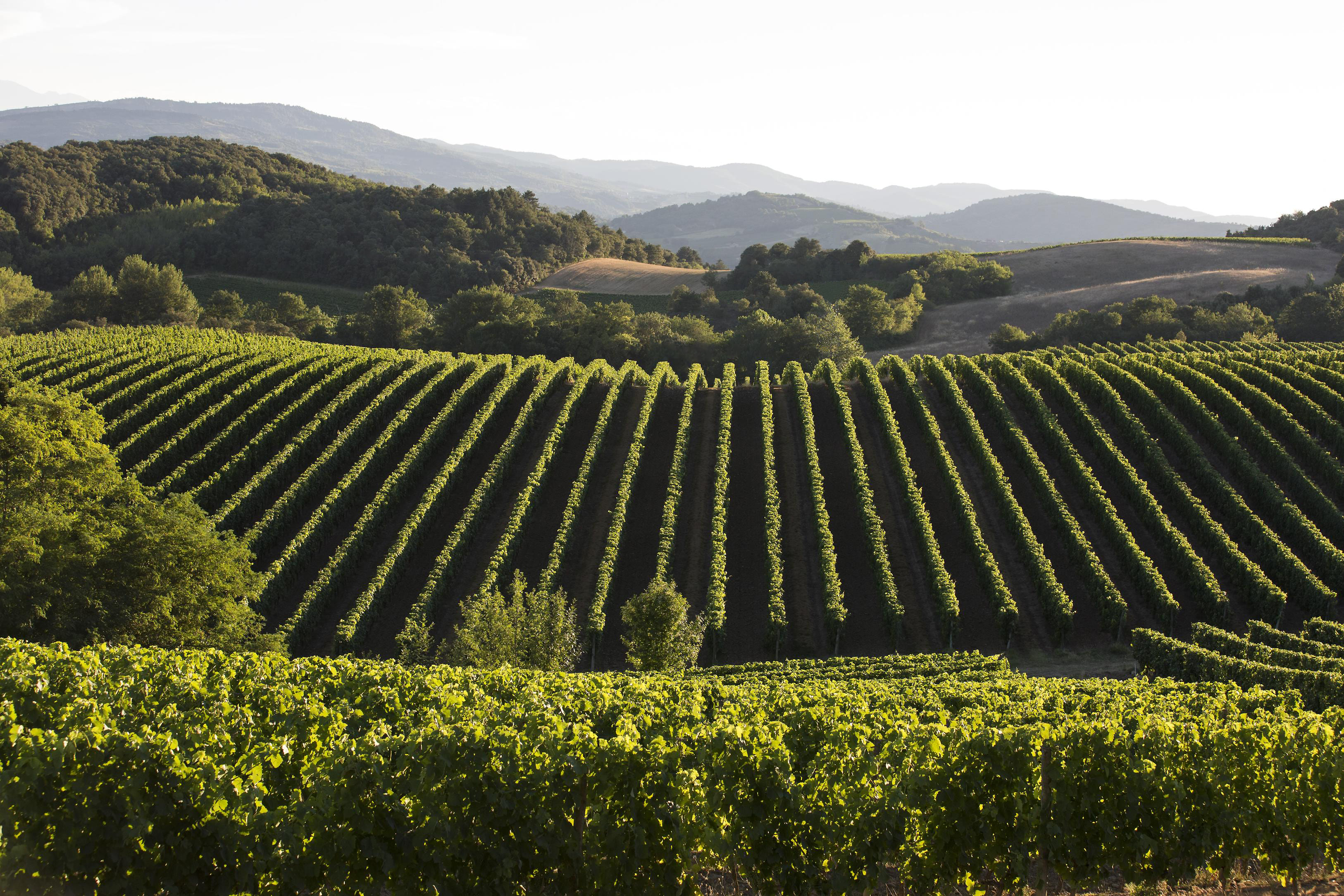 Vue du vignoble Languedoc 