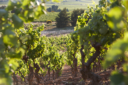 Vue des vignes Domaine de l'Ostal Minervois 