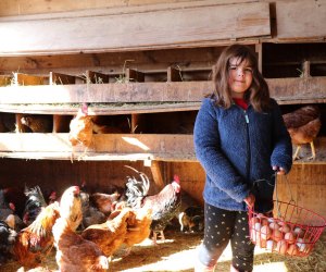 Collect eggs, or just visit with the animals, during your farm stay. Photo by the author