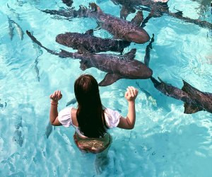 Meet nurse sharks during a day trip around the Exumas, a string of islands in the Bahamas.