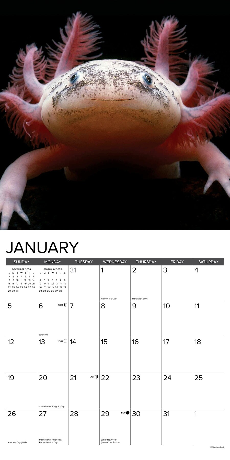 Axolotls 2025 Wall Calendar