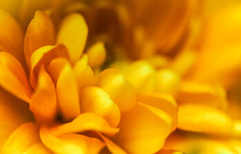 Fotografia Abstract floral background, yellow chrysanthemum flower.