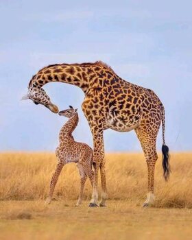 Fotografia Giraffes