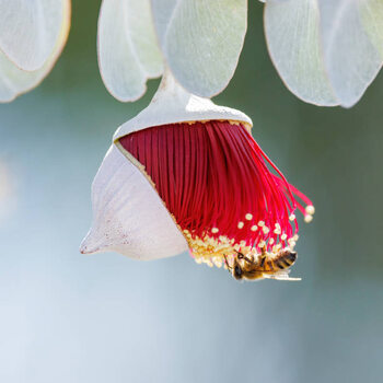 Fotografia Red and Yellow Eucalyptus Gum Blossom