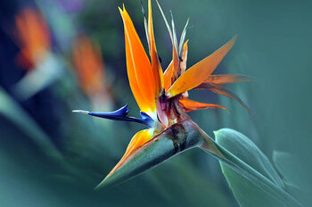 Fotografia The bird of paradise flower