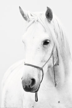 Poster Cavallo - White Horse