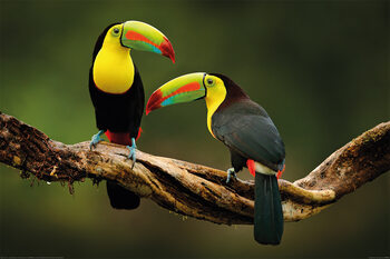 Poster Uccelli - Toucan