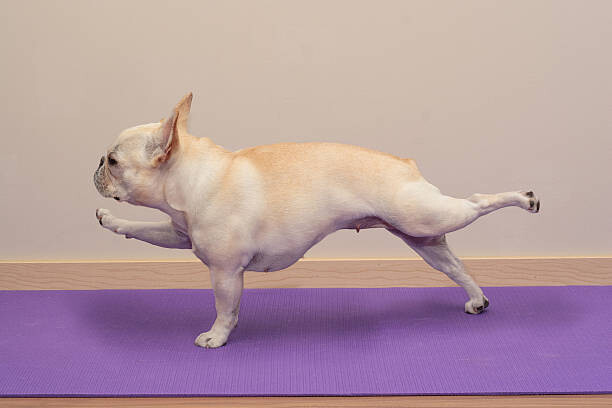 Fotografia French Bulldog in Yoga Pose -