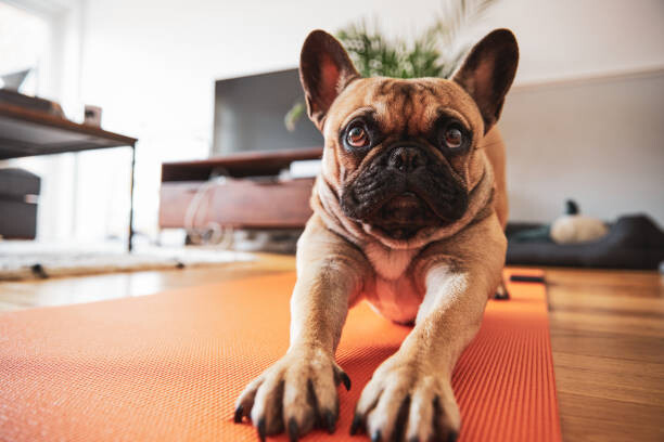 Fotografia French Bulldog puppy stretching on yoga mat