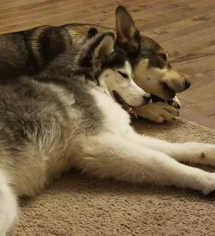 She's free to snooze and cuddle beside her brother, Kane.