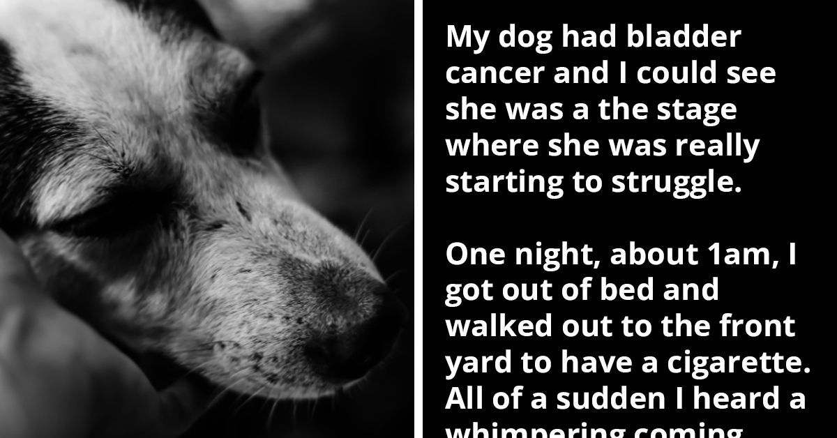 Heartbroken Pet Owners Share Touching Accounts Of How Their Dogs Sensed Their Journey Across The Rainbow Bridge Approaches