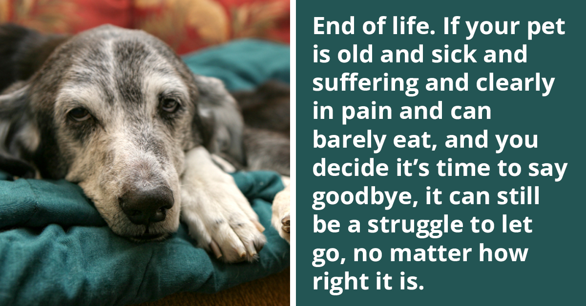 10 Dog Owners Share The Most Heartbreaking Experiences Of Having Canine Companion