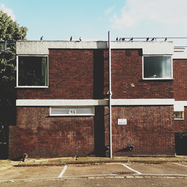 birds on a flat roof