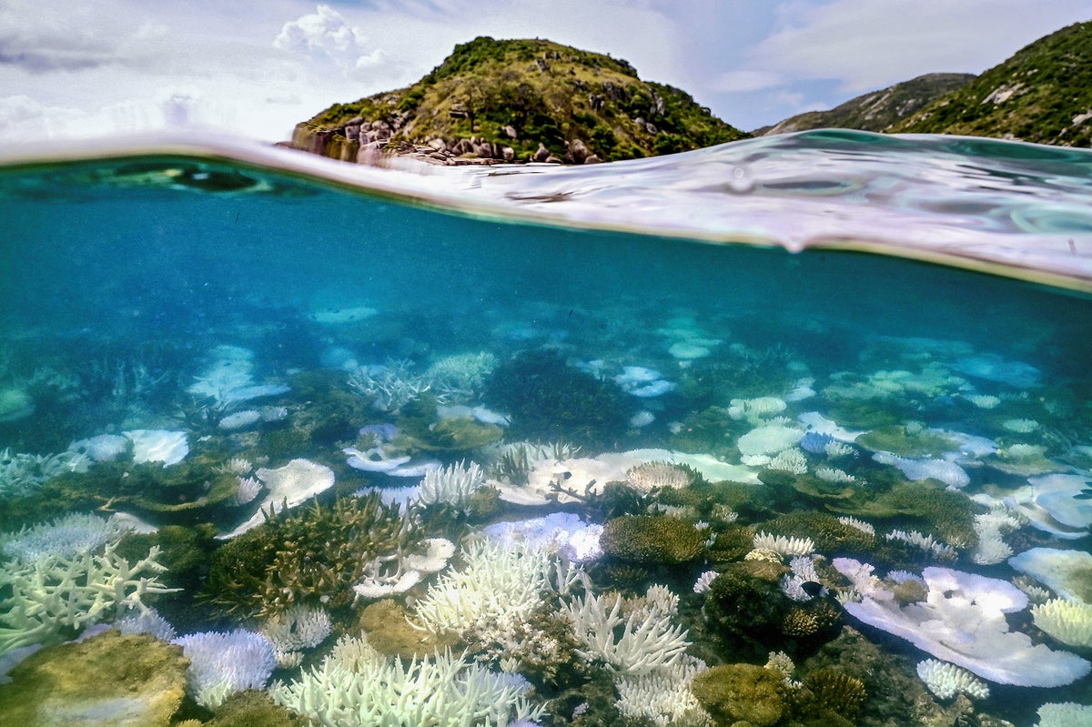 Earth’s Coral Reefs Face a New, Deadly Mass Bleaching. They Can Still ...