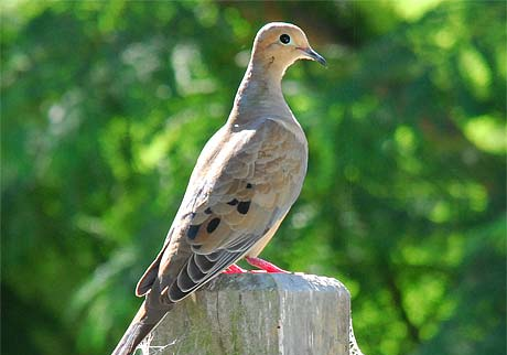 Morning Dove