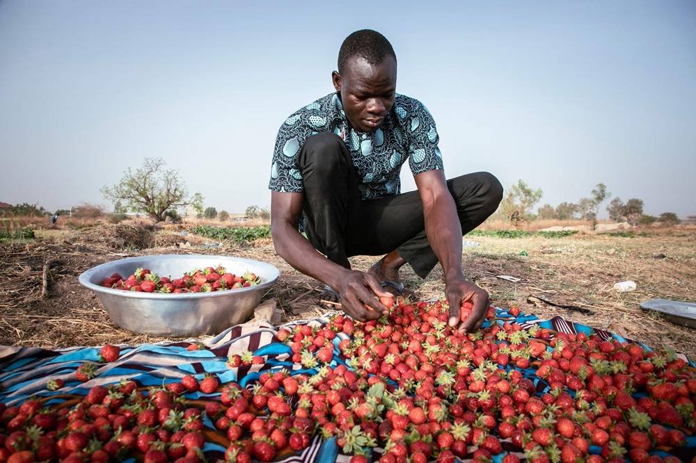 Unexpected Strawberry Crop Spins Burkina’s ‘Red Gold'