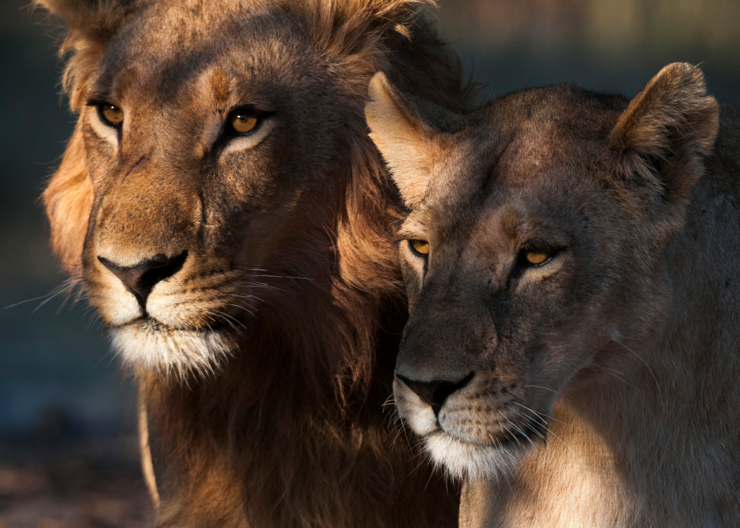 A closeup on two lions in the wild.