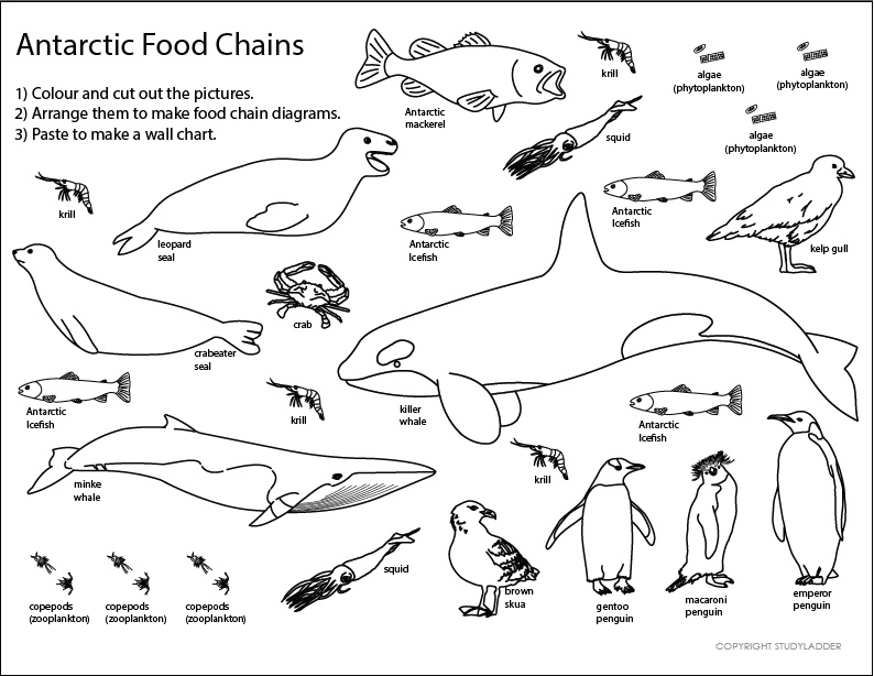 Antarctic Food Web