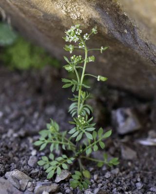 Hornungia petraea (L.) Reichenb. [3/4]