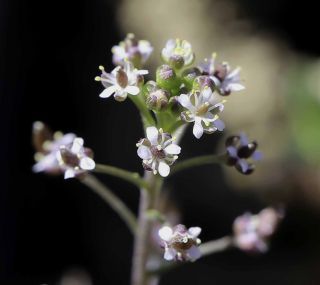 Hornungia petraea (L.) Reichenb. [4/4]