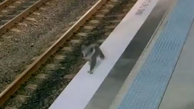 <p> CCTV captures koala casually walking across station to catch a train.</p>