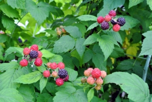 The raspberry is made up of small “drupe” fruits which are arranged in a circular fashion around a hollow central cavity. Each drupelet features a juicy pulp with a single seed.