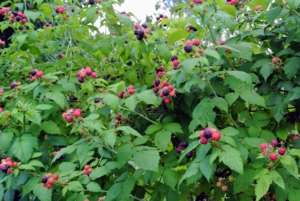 Botanically, the raspberry belongs to the Rosaceae family, in the genus Rubus.