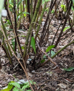 It’s good to keep the base of the bushes within a 12 to 18-inch footprint by also pruning out any suckers that poke up outside those parameters.