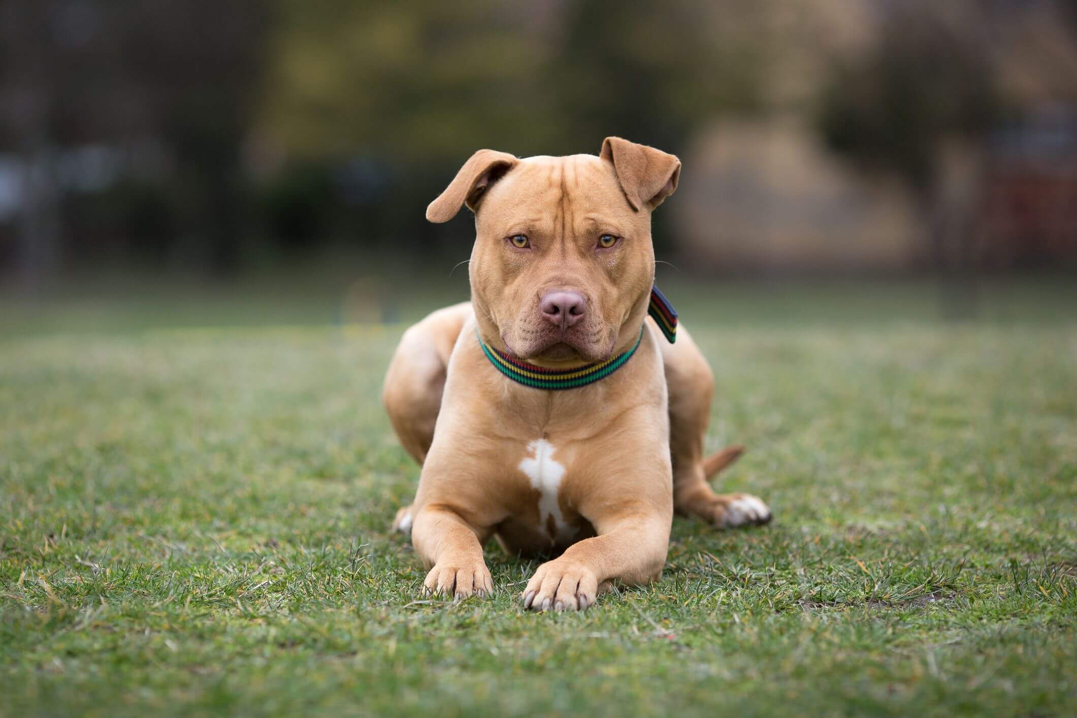 American Staffordshire Terrier Özellikleri