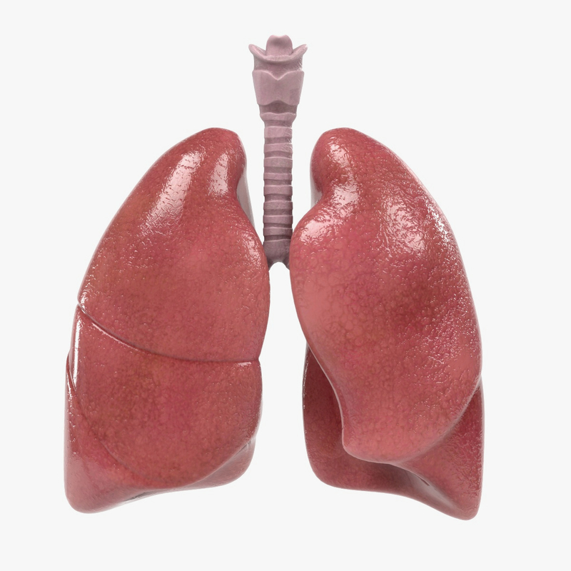 3d respiratory model